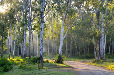 25 RED FOREST GUM Tree Eucalyptus Tereticornis Blue Grey Mountain Flower Seeds